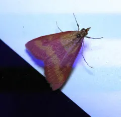 Southern Purple Mint Moth thumbnail 4