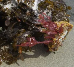red sea leaf thumbnail 3
