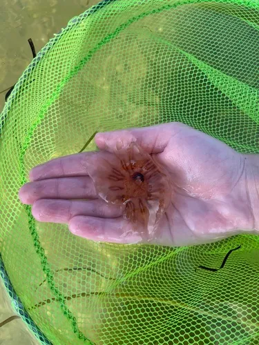 Dwarf Lion's Mane Jelly