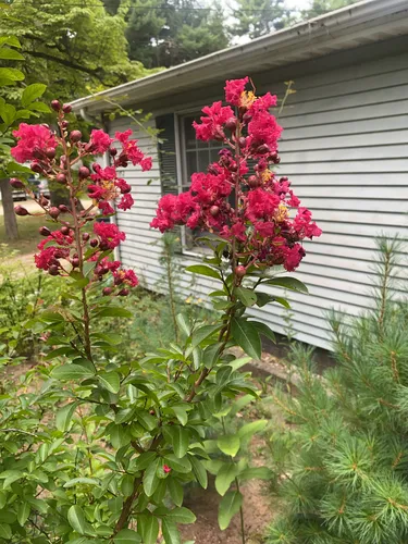 Crape-myrtle