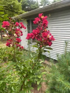 Crape-myrtle thumbnail 1