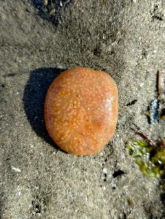 Pacific Sea Pork thumbnail 4