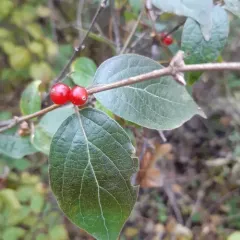 Amur honeysuckle thumbnail 2