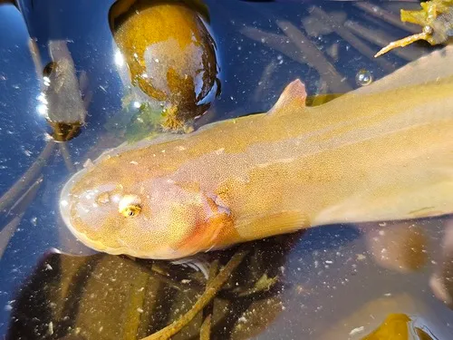 Lobefin Snailfish