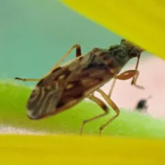 Diffused Seed Bug thumbnail 2