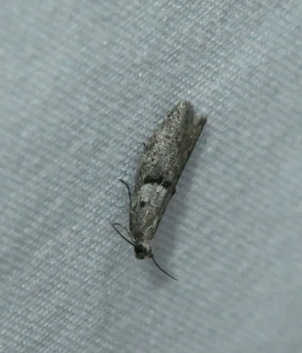 Shaggy-spotted Wockia