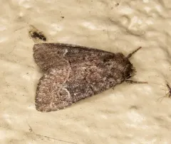 Anhimella perbrunnea thumbnail 3