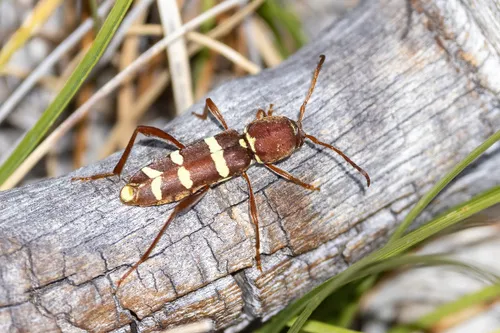 Neoclytus balteatus
