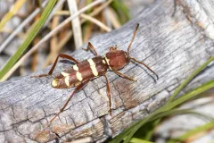 Neoclytus balteatus thumbnail 1