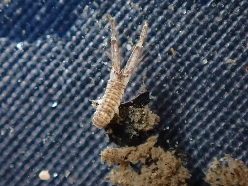 Monocorophium insidiosum