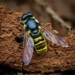 Yellow-shielded Quicksilver thumbnail 1