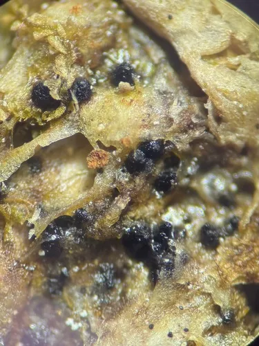 Hilberina sphagni