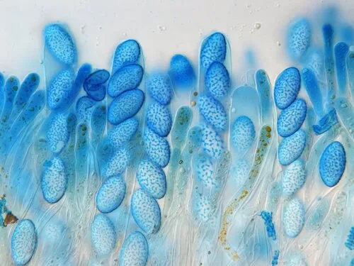Neottiella rutilans