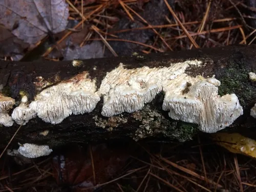Antrodia heteromorpha