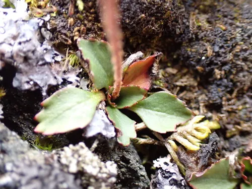 Red-hair Saxifrage