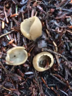 toothed cup thumbnail 2