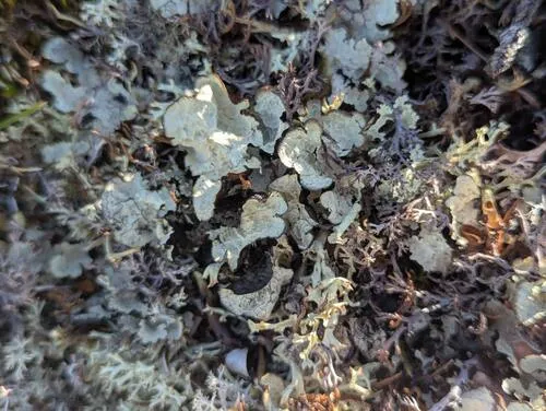 Arctic Rag Lichen