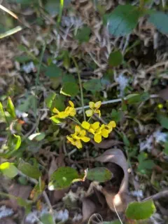 Ogilvie Range Whitlow-grass thumbnail 3
