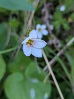 Siberian Saxifrage thumbnail 1