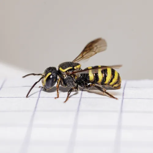 Wide-striped Painted-Dark bee