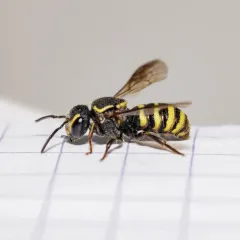 Wide-striped Painted-Dark bee thumbnail 1