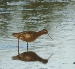 Spotted Redshank thumbnail 2
