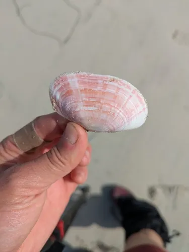 California Sunset Clam