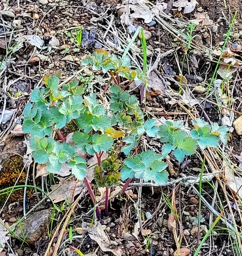 howell's lomatium