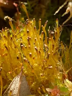 Southern Dung Moss thumbnail 2