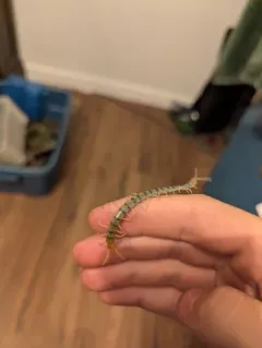 Common Desert Centipede thumbnail 1