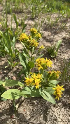 Parry's goldenrod thumbnail 2