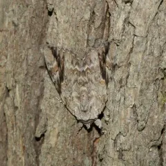 Sad Underwing thumbnail 2