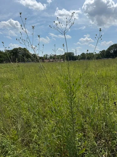 Long-flowered Evening-primrose