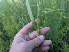 Awnless Wild Rye thumbnail 1