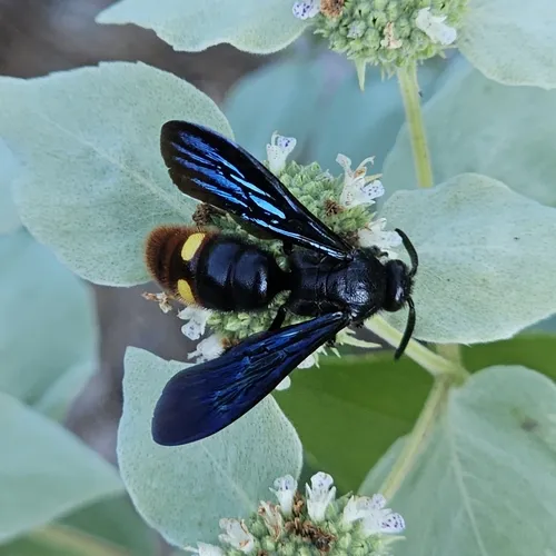 Blue-winged Scoliid Wasp