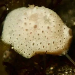 Marsenina stearnsii thumbnail 1
