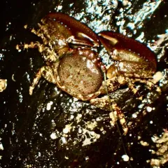 Chocolate Porcelain Crab thumbnail 2