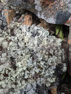 Arctic Rag Lichen thumbnail 2