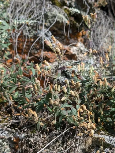 Menzies' Campion