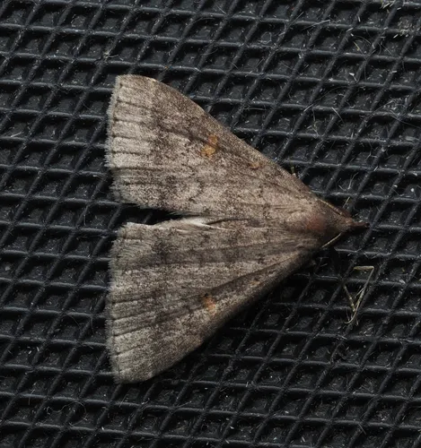 Sober Renia Moth