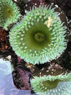 Elliptochloris marina thumbnail 4
