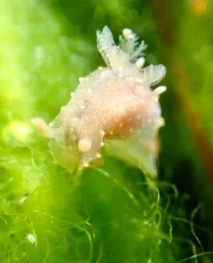 Rim-backed Nudibranch thumbnail 1