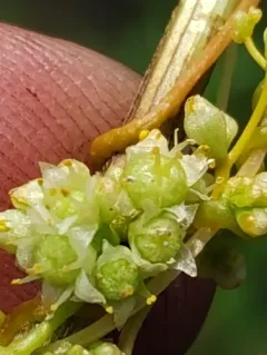 Smartweed Dodder thumbnail 2