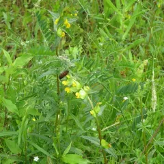 Yellow Rattle thumbnail 4