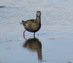 Spotted Redshank thumbnail 3