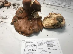 Tricholoma subannulatum thumbnail 4