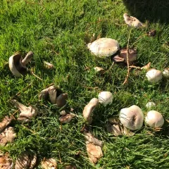 Yellow Stainer thumbnail 2