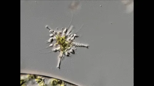 Staurastrum anatinum