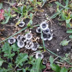 field bird's nest fungus thumbnail 1