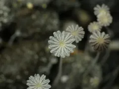 Coprinellus heptemerus thumbnail 2